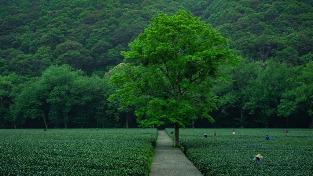 Calm scenery