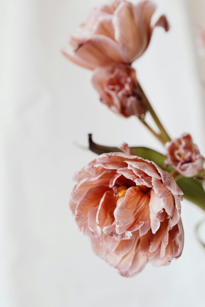 Beautiful flower