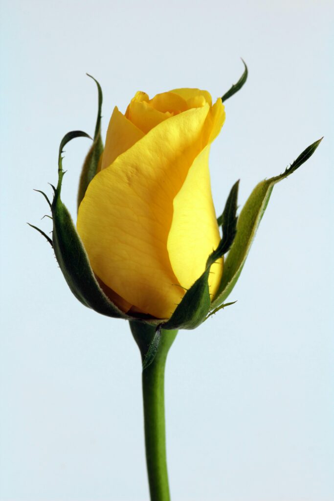 Yellow flower