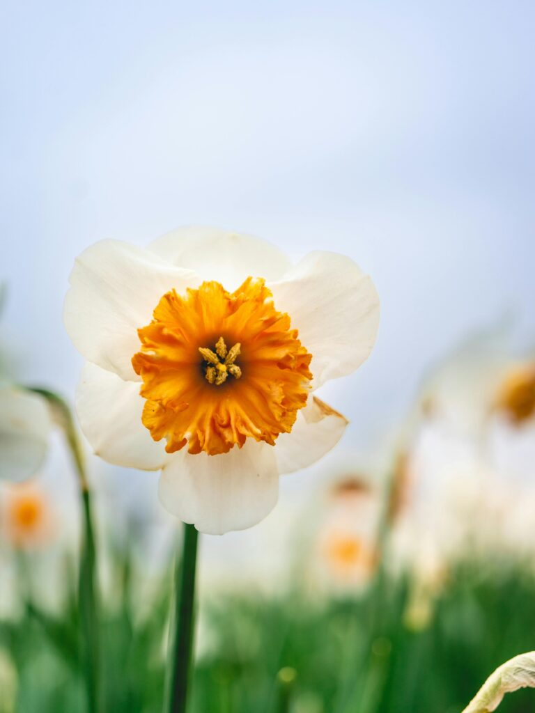 Flower in the field